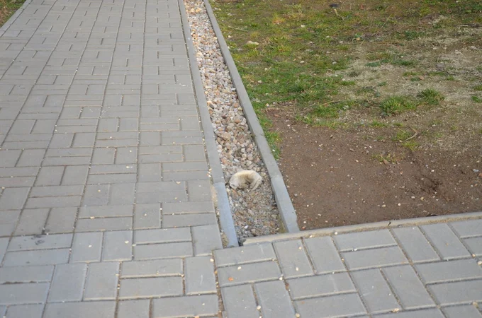 Image00041